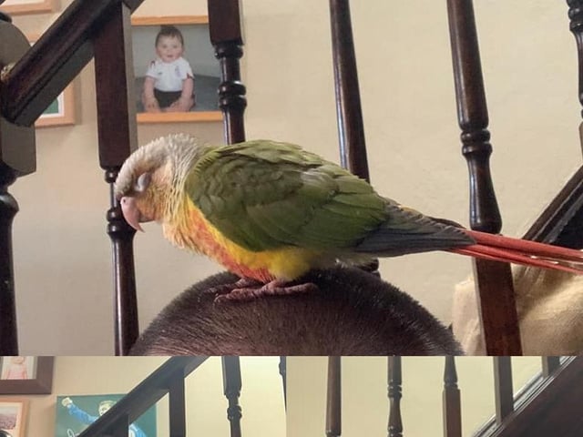 Nick Martin shared this photo of his pet bird.