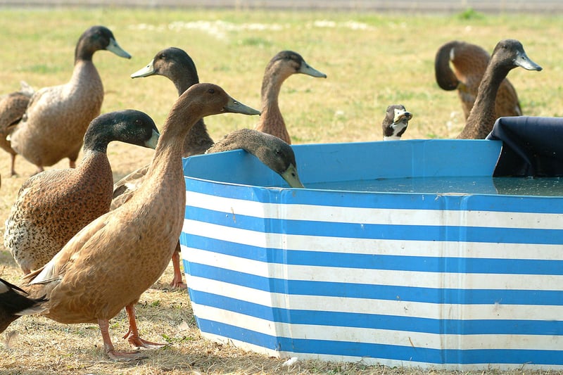 A make shift pond was  made for ducks using a paddling pool on The Green, Carlton in Lindrick during the summer of 2006