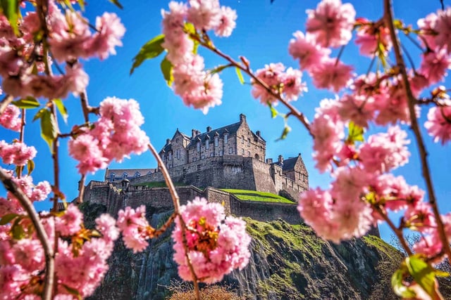 A picture postcard of the beauty Edinburgh has on offer this springtime as Cherry blossoms frame views of the Castle. (credit: Jane Barlow)