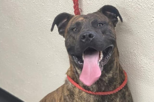 This two-year-old male cross Mastiff is looking for a new home. He was brought in to the kennels after being found roaming as a stray. Whilst being in kennels he has been friendly with all staff and seems to be good around other dogs. He is extra large in size and will need a strong and confident handler. He has been exceptionally clean in his kennel, suggesting he is likely to already be housetrained. He knows basic commands such as 'sit'. His temperament is very puppy-like and boisterous but does listen well to commands. To enquire about adoption, contact Sheffield Council Kennels on 0781 7497 995.
