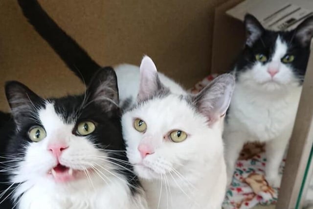These boys are three generations of a very closely bonded family. Felix the short haired black and white one is the son, Panda the white and grey is dad, and Lucky the long haired black and white is the grandad