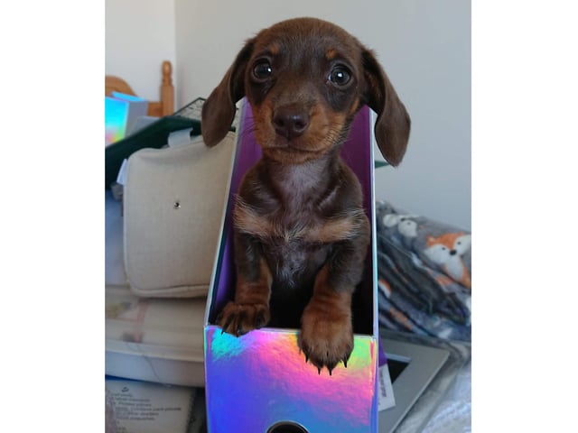 Second place went to Pepper, sponsored by Storm's Style