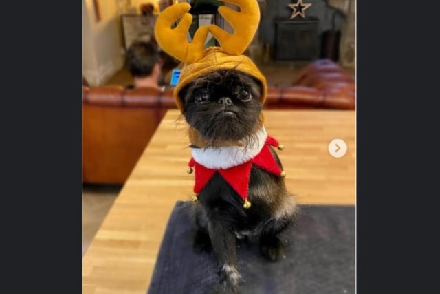 Proshka, who looks like Gizmo from Gremlins,  now has a world wide following on the back of pictures posted on social media by his owner. Pictures: Stefani Doherty / https://www.instagram.com/griffy.girl/