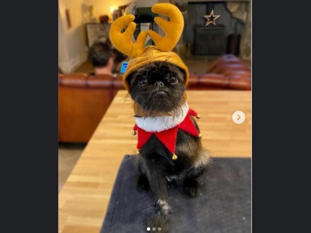 Proshka, who looks like Gizmo from Gremlins, now has a world wide following on the back of pictures posted on social media by his owner. Pictures: Stefani Doherty / https://www.instagram.com/griffy.girl/