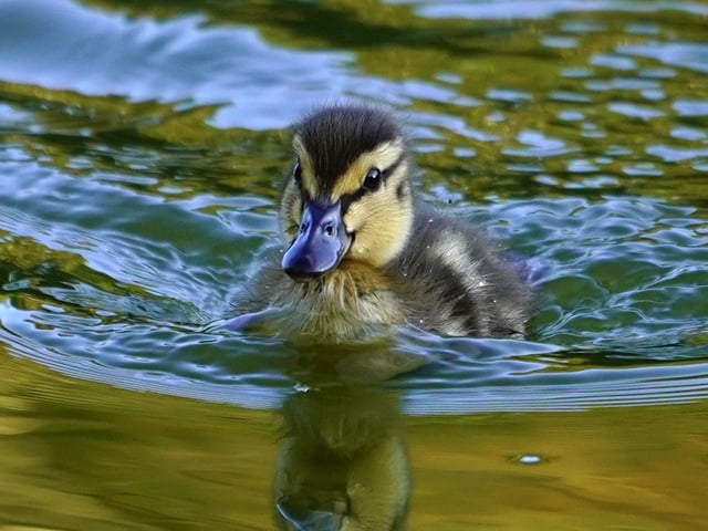 Cute little duck at Hilsea lines.