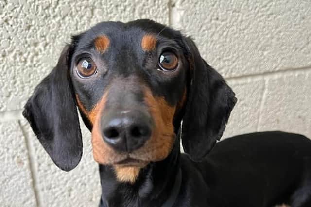 Coco, a 'terrified' three-year-old miniature dachshund, is seeking a loving home through the charity Helping Yorkshire Poundies