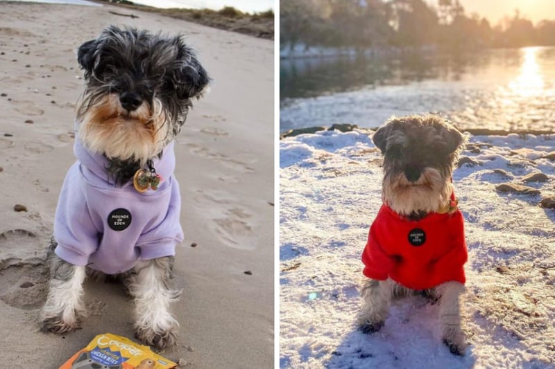 She's a schnauzer on a mission - to be infinitely adorable. If you're a fan of big beards, bushy eyebrows, and cute dogs posing for photos wherever they go, this Instagram account is for you.