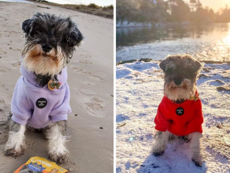 She's a schnauzer on a mission - to be infinitely adorable. If you're a fan of big beards, bushy eyebrows, and cute dogs posing for photos wherever they go, this Instagram account is for you.