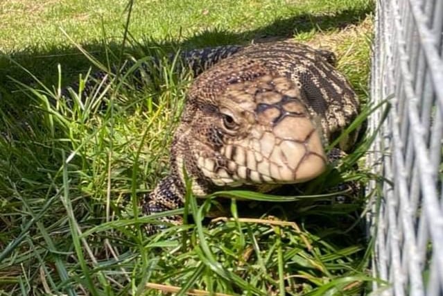 Jade Brown shared this photo of Daryl the tegu lizard.
