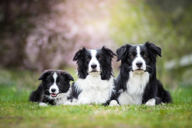 The Border collie is the ninth most popular lockdown breed, with 1,753 purchased.