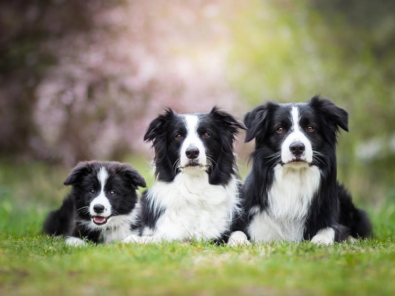 The Border collie is the ninth most popular lockdown breed, with 1,753 purchased.