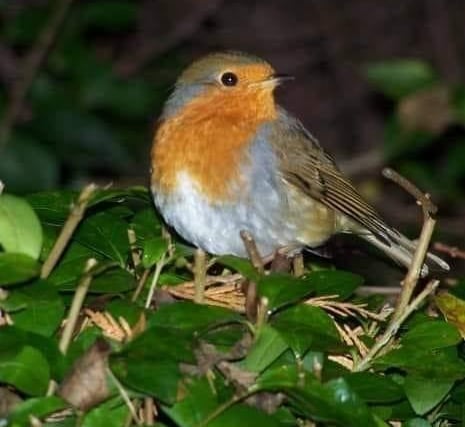 Little robin by Mary Storer.