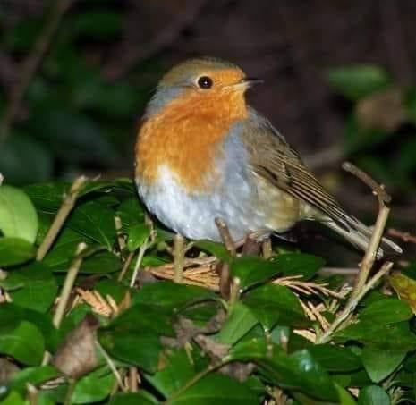 Little robin by Mary Storer.