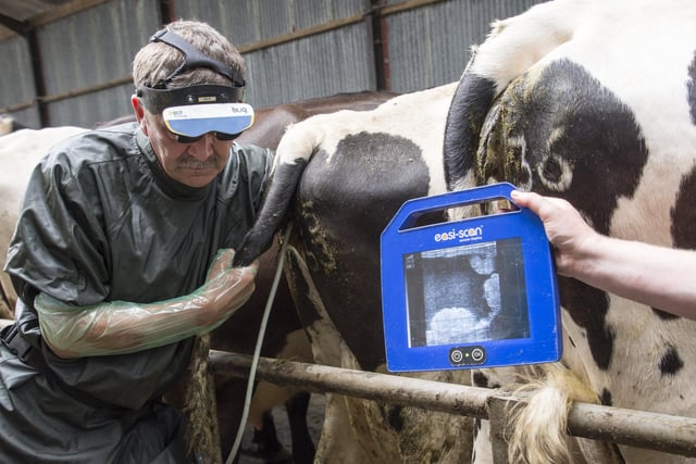 This Derbyshire farmer was up to his armpits during a cow check up in 2019
