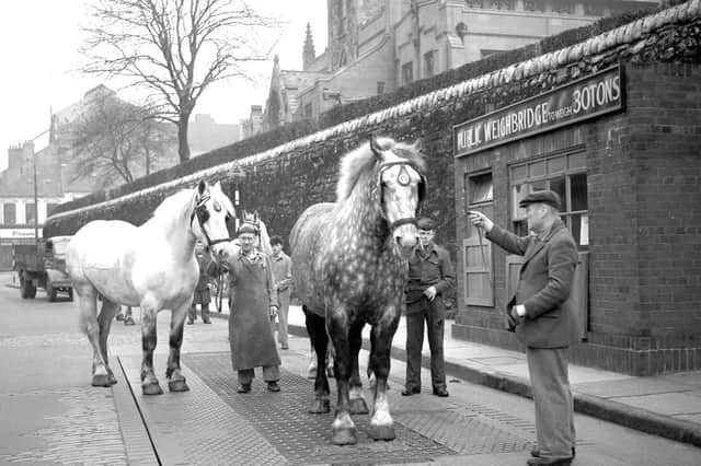 Two Vaux horses being weighed on the public weigh bridge in Low Row in 1958.