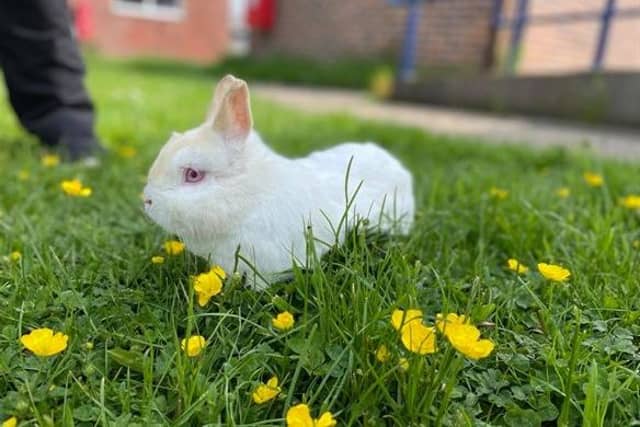 These animals are looking for new homes