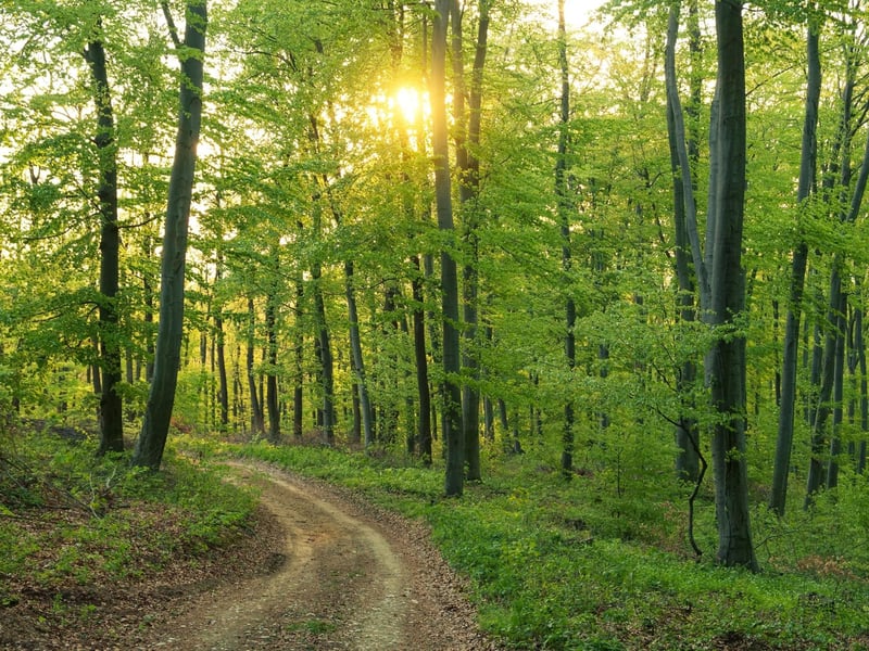 Forest trails are great fun for cyclists and the network of paths at Devilla Forest, near Kincardine in Fife, is a great example. Set off from the car park and choose a route that matches the time you have available and your fitness.