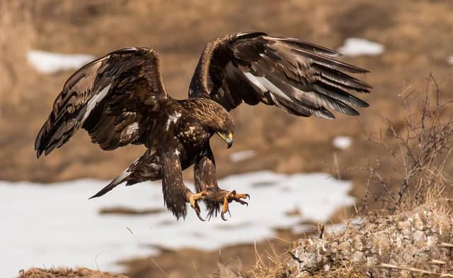 The best places to see the most ‘exotic’ wildlife in the UK