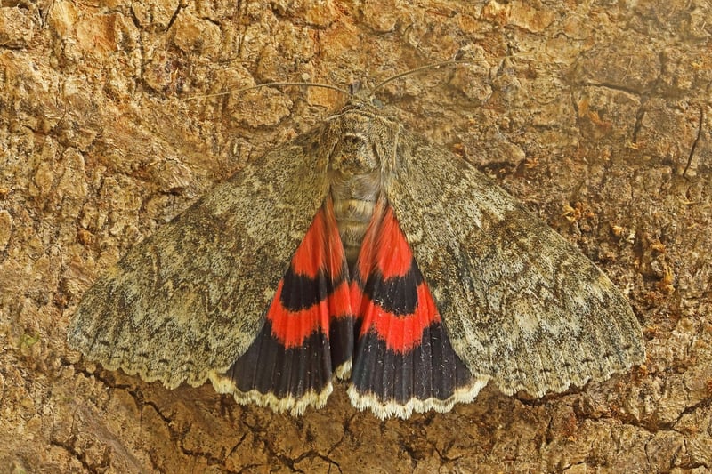 One of the UK's largest moths, the Red Underwing used to only be found south of the border, but in recent years has become increasingly common in Scotland. Spending their days hidden on trees, when disturbed they flash their brightly-coloured hindwings.