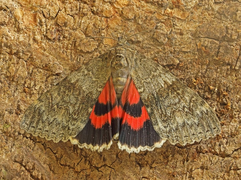 One of the UK's largest moths, the Red Underwing used to only be found south of the border, but in recent years has become increasingly common in Scotland. Spending their days hidden on trees, when disturbed they flash their brightly-coloured hindwings.