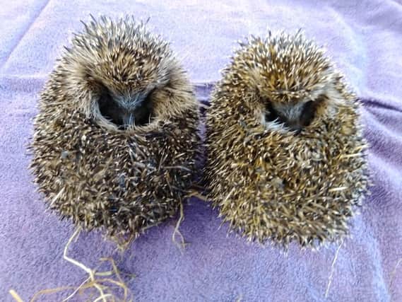 The Sheffield College hedgehogs