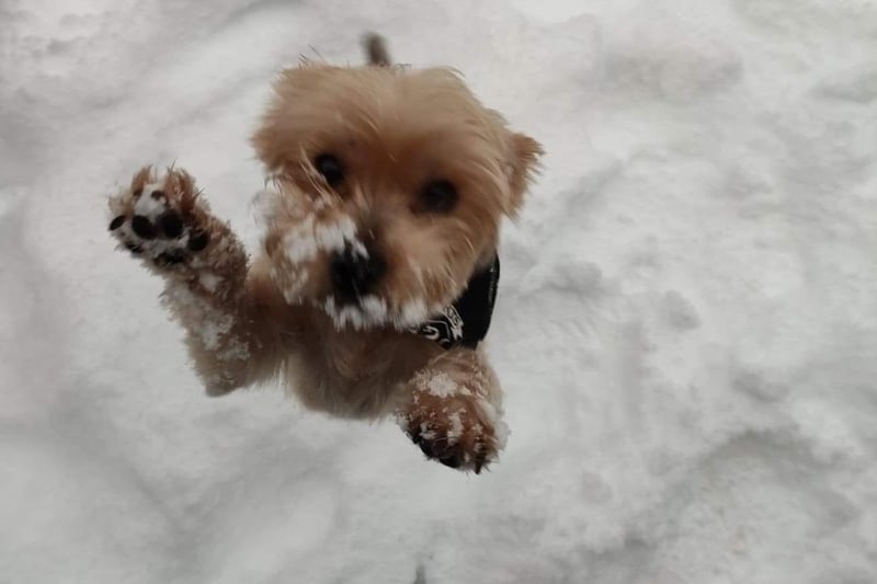 Meet Lexi! Having fun in the snow (Picture: Angie Hynd)