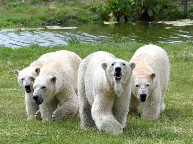 Flocke, aged 12, and her triplets – males Indiana, (known as Indie) and Yuma, and tiny female Tala. The new arrivals from France brought the park’s polar bear total up to eight, which makes Project Polar the largest polar bear centre outside Canada. Project Polar is a dynamic project that brings together Polar bear welfare, conservation and awareness and research to benefit the species in the wild and advance welfare in zoos and wildlife parks.