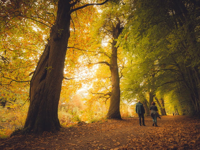 Enjoy a gentle 2.5 mile stroll through woods by the River Earn where sweet chestnuts and oaks warm the heart as kingfishers and oystercatchers line the way. A climb to nearby Laggan Hill also beckons. PIC: Visit Scotland.
