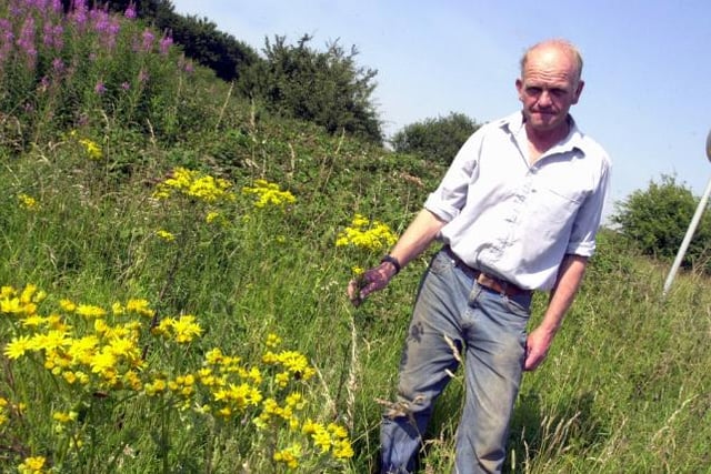 Farmer Trevor Ward concerned about Ragwort growing in 2003.