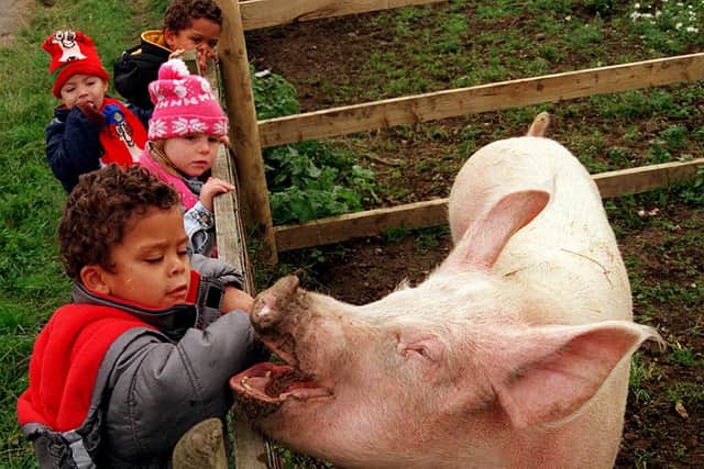 SUE the pig meetsd Tyrone Brady  and other children from Sheffield Childrens Centre at Heeley City Farm