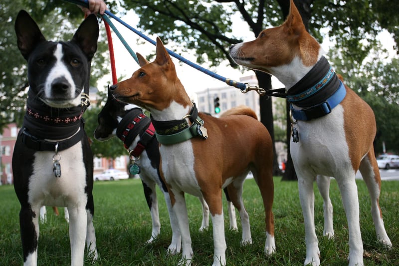 Basenji's are 'quiet and calm' dogs according to Pit Pa. They are rarely bark, so you don't have to worry about upsetting your neighbours. Basenji also don't need a huge amount of living space, but need daily exercise. KIMIHIRO HOSHINO/AFP via Getty Images)