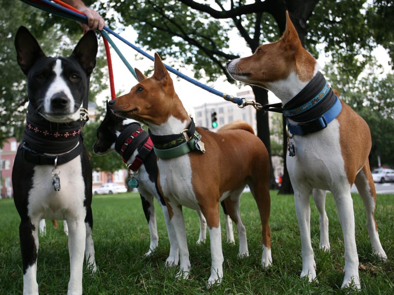 Basenji's are 'quiet and calm' dogs according to Pit Pa. They are rarely bark, so you don't have to worry about upsetting your neighbours. Basenji also don't need a huge amount of living space, but need daily exercise. KIMIHIRO HOSHINO/AFP via Getty Images)
