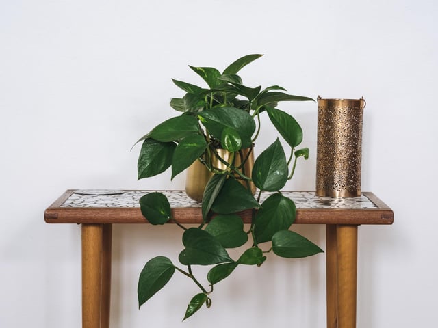 This is a very common houseplant due to its attractive drape and ease of care, but while it’s safe to touch it's toxic to pets when eaten