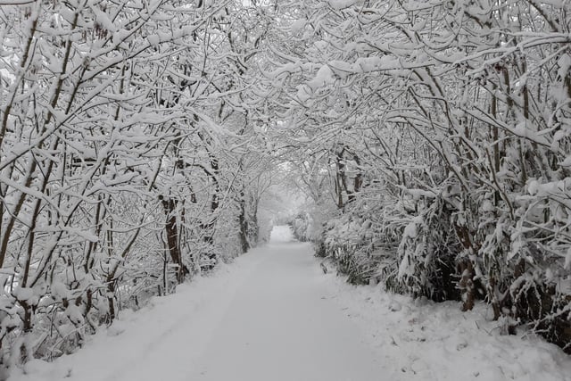 Pictured is a tree-lined Quiet Lane which laid out as a snowy gateway to Sheffield's Mayfield Valley.