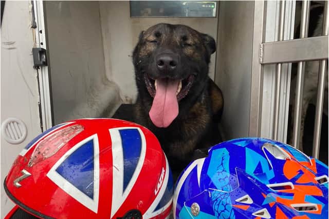 Police dog Luna with two helmets discarded during a pursuit in Sheffield yesterday