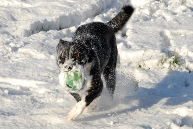 Border Collie, 20 month old Molly is pictured enjoying the snow at Mansfield's Fisher Lane Park on Saturday during a walk with owner Lesley Gillies in December 2010