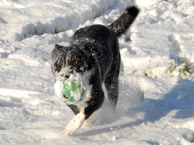 Border Collie, 20 month old Molly is pictured enjoying the snow at Mansfield's Fisher Lane Park on Saturday during a walk with owner Lesley Gillies in December 2010