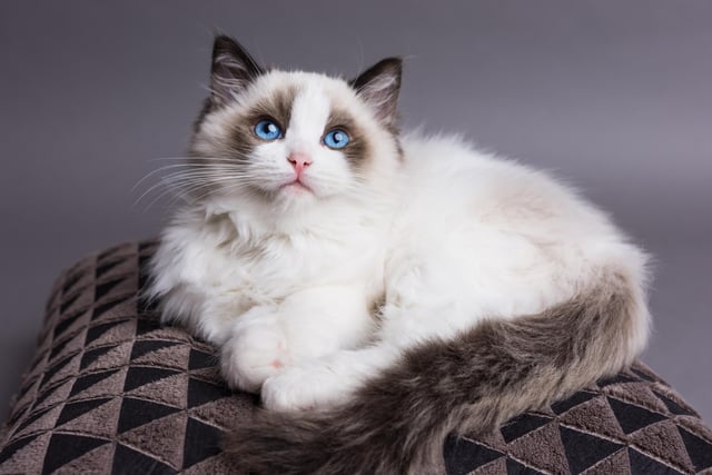This cat breed is loving, smart and playful and they show their affection to people by following them around, sitting in their laps and cuddling them. They can also learn tricks, may come when called and can even learn to play fetch (Photo: Shutterstock)
