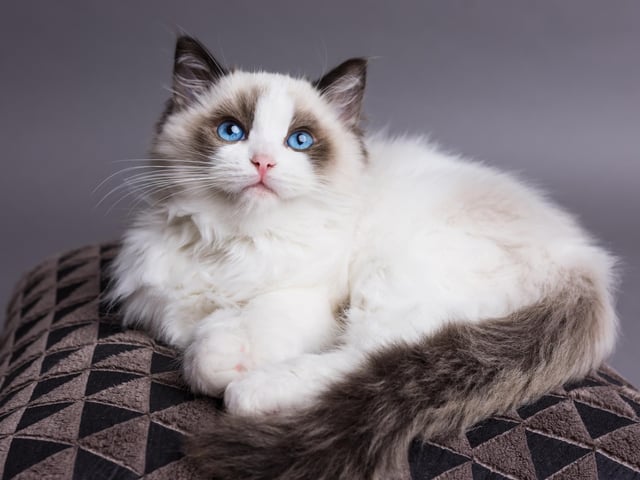 This cat breed is loving, smart and playful and they show their affection to people by following them around, sitting in their laps and cuddling them. They can also learn tricks, may come when called and can even learn to play fetch (Photo: Shutterstock)