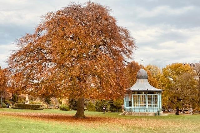 Beech and bandstand by Andrea Watts