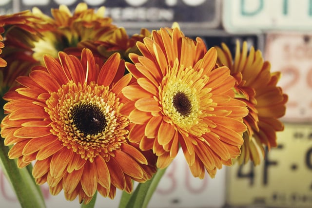 Gerbera daisies are more effective than any other plant at removing benzene from the air. Plus, as they produce oxygen during the night, they’re ideal for anyone who suffers from sleep apnoea – so place yours in the bedroom.