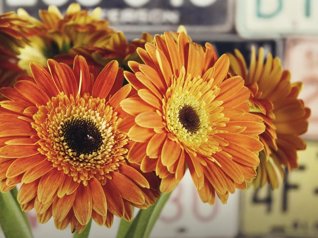 Gerbera daisies are more effective than any other plant at removing benzene from the air. Plus, as they produce oxygen during the night, they’re ideal for anyone who suffers from sleep apnoea – so place yours in the bedroom.