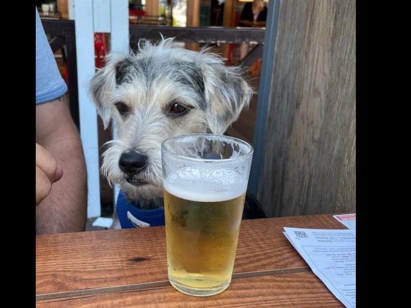 This is Ernie, owned by Jayne Willett.