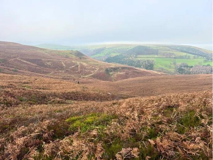 Giant former grouse moor near Sheffield to be rewilded to stop fires