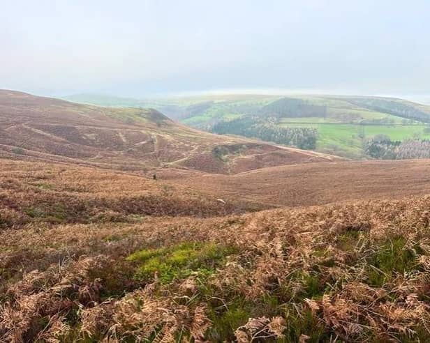 Eyam Moor will be rewilded by Derbyshire Wildlife Trust.