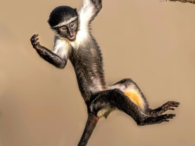 Baby Roloway Monkey Kumasi celebrated his first birthday. According to the international Zoo Database, the birth of the baby Roloway monkey is the first of its kind in the UK and is a major triumph for the European breeding programme – only 3 babies were born in zoos worldwide this year.Roloway Monkeys are one of the world’s most endangered primates! The striking black and white Roloway monkey is native to Ghana in West Africa. Yorkshire Wildlife Park are home to a really important male and female pair from the European Breeding programme. Roloway monkeys are on the verge of extinction in the wild.