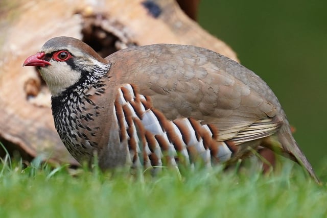 A very surprise visitor to my back garden in Barnby dun, a Red Legged partridge