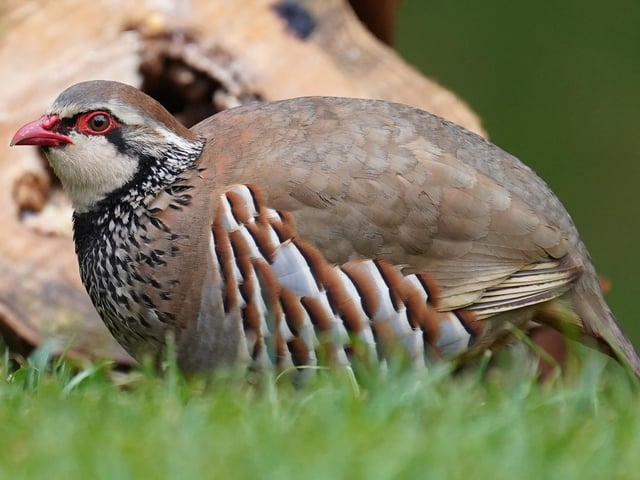 A very surprise visitor to my back garden in Barnby dun, a Red Legged partridge