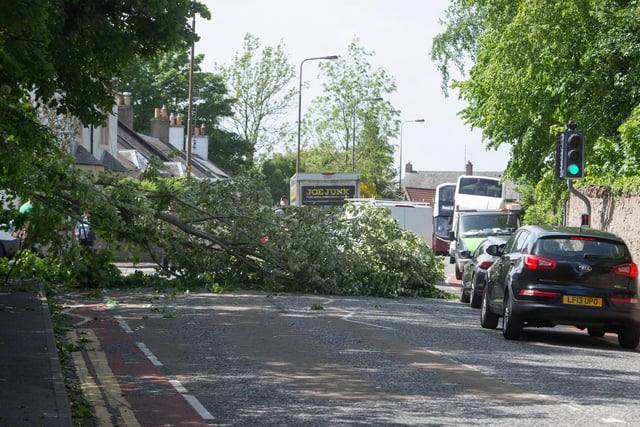 A tree was blown over on Old Dalkeith Road this afternoon as Edinburgh experienced high winds. (Credit: Neil Hanna)