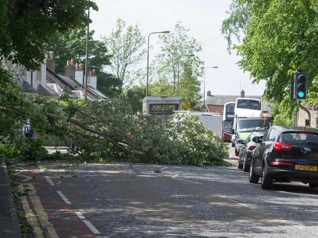 A tree was blown over on Old Dalkeith Road this afternoon as Edinburgh experienced high winds. (Credit: Neil Hanna)